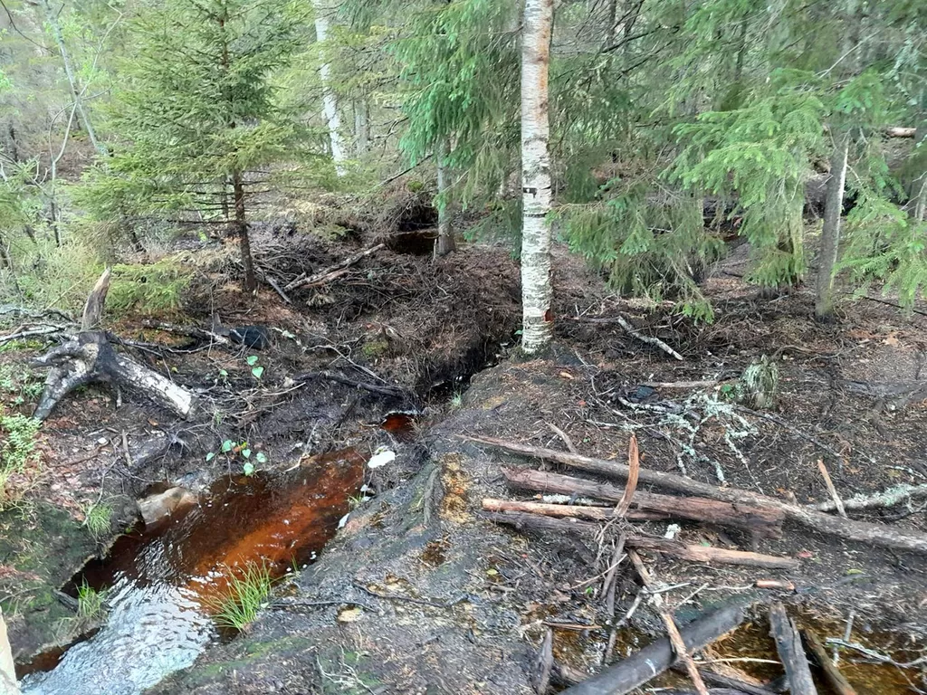 Pato sijaitsi ojassa, joka laskee pienestä Hietaslammesta Haukkajärveen. Oja on majavan patojen sarjoittama, sillä puretun lisäksi ojassa on kolme patoa.