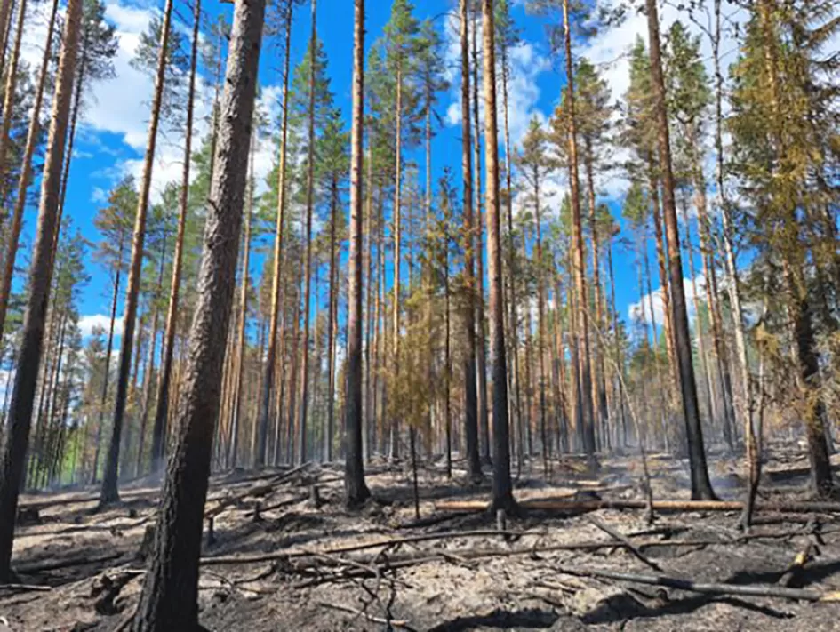 Seitsemisessä ennallistettiin metsää polttamalla. Palopaikkaa valvotaan ja kastellaan polton jälkeenkin, ja savuja alueelta nousee pitkään. 