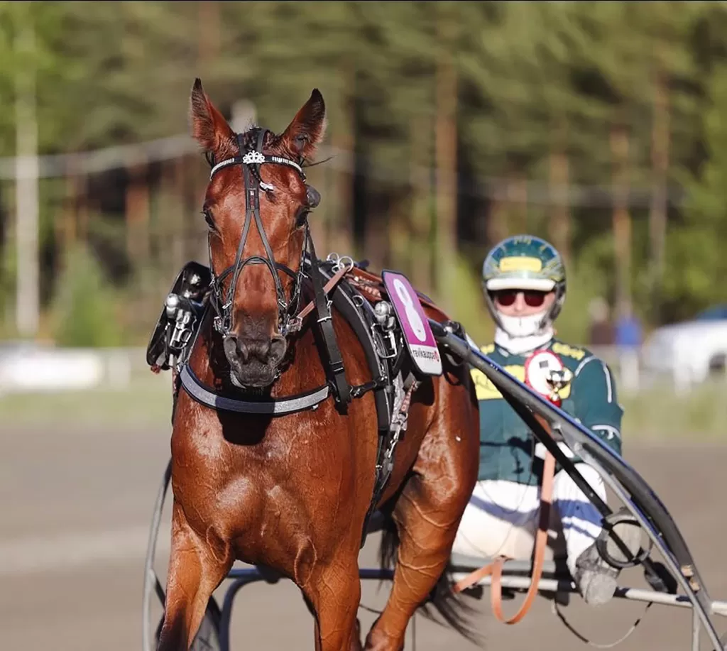 Team Väärin Ravureiden omistama ja kasvattama lämminveritamma Up Down Lily vei voiton Kuninkuusravien seitsemännessä lähdössä lauantaina Jyväskylässä. Ohjastajana luottokuski Hannu Torvinen.