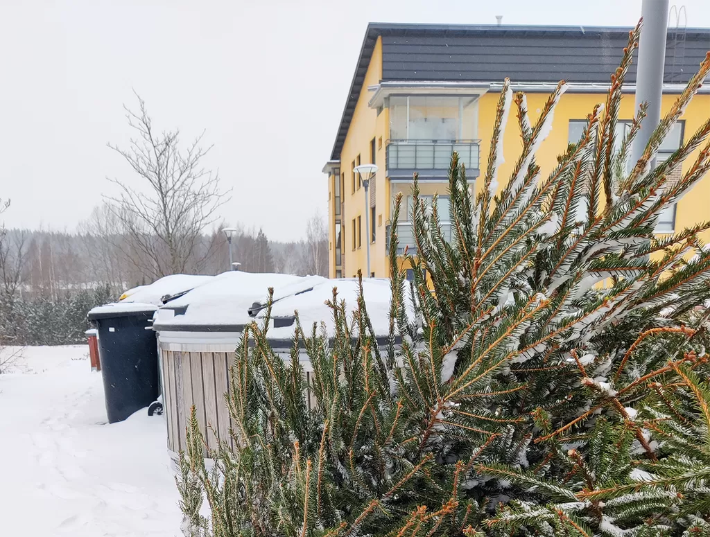 Jätehuolto kerää kuuset maksua vastaan, kun ne on jätetty lähelle sekajäteastiaa. 