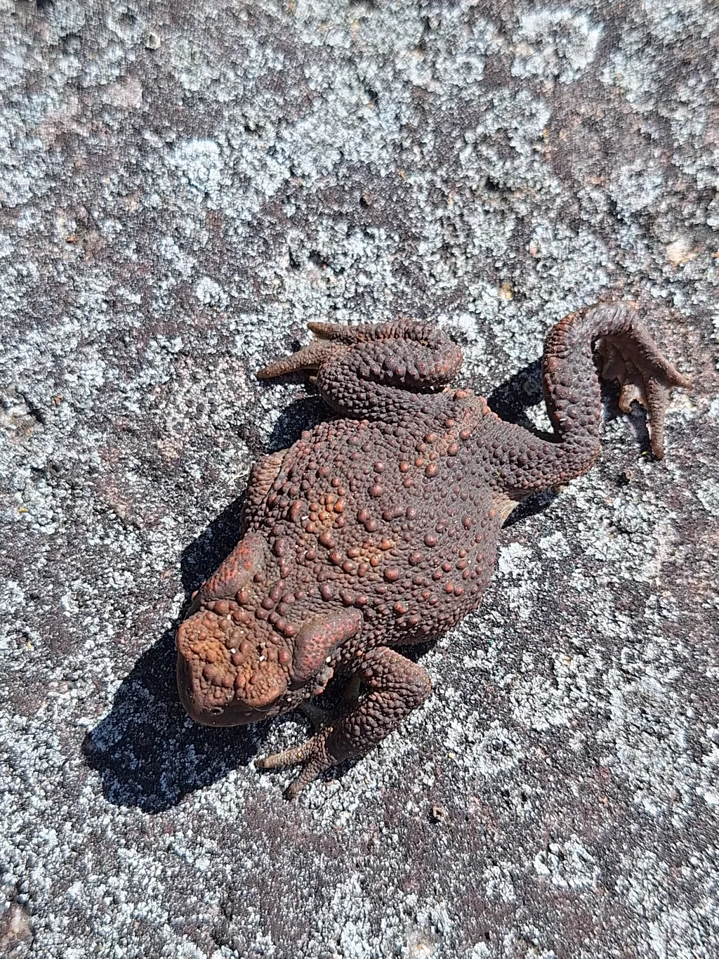 Rupikonna rantakivellä.